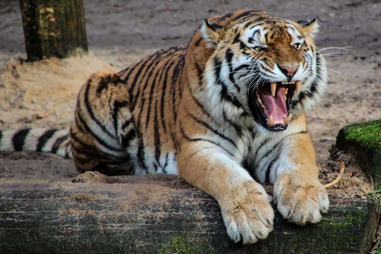 How Tiger King used Black Hat SEO