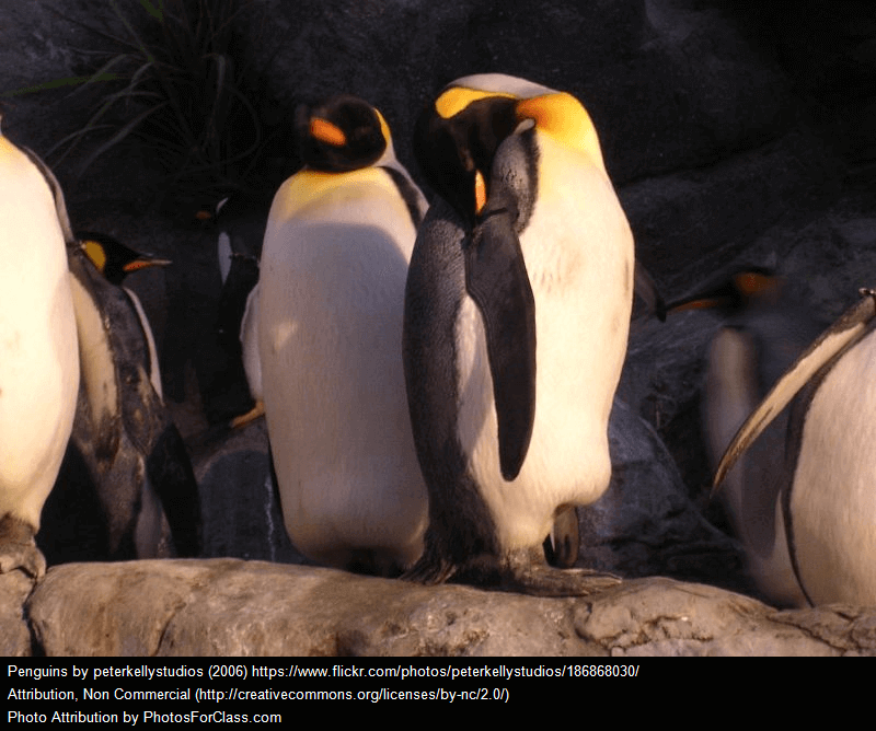 group of penguins